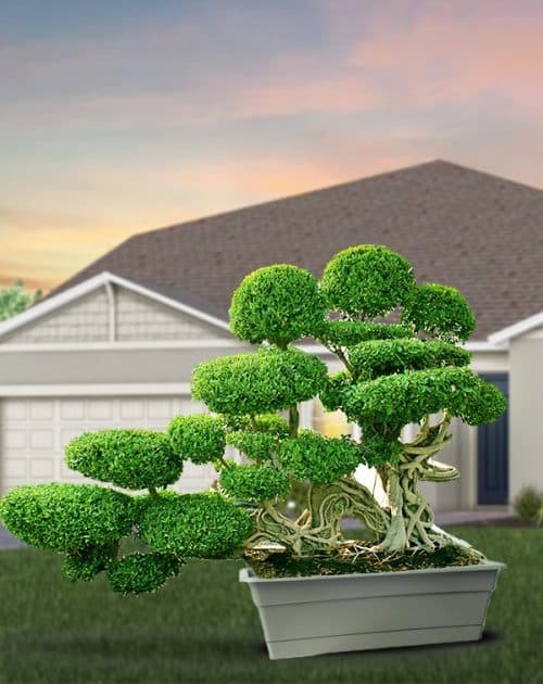 FICUS DRAGON 2.1