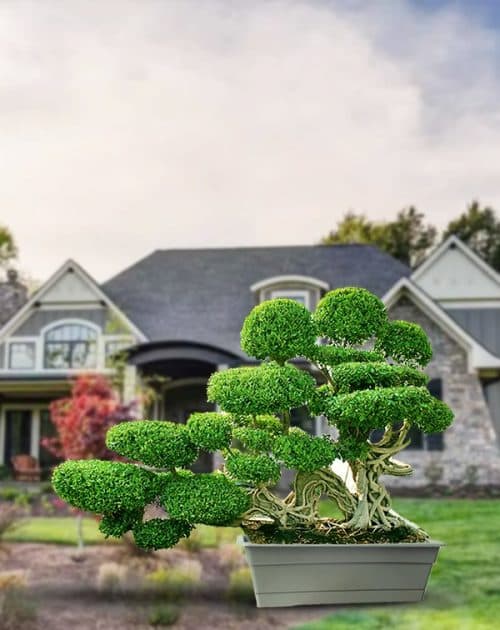 FICUS DRAGON 2.2