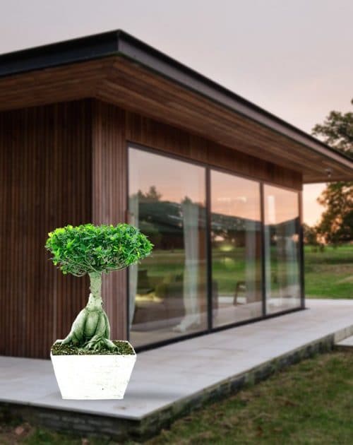 Ficus Bonsai-2,2