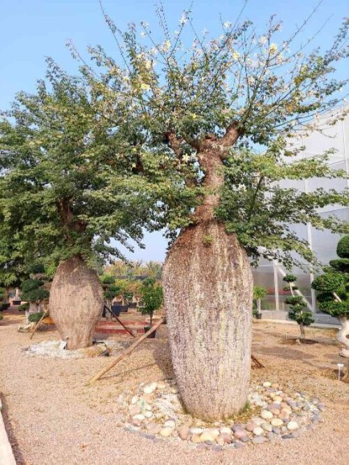 Big trees