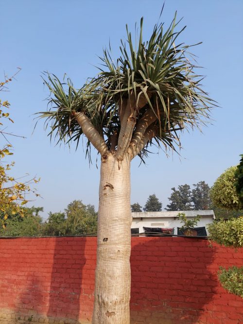 WhatsApp Image 2020-12-22 at 16.24.18 (2)