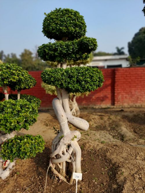 WhatsApp Image 2020-12-22 at 16.24.19 (1)