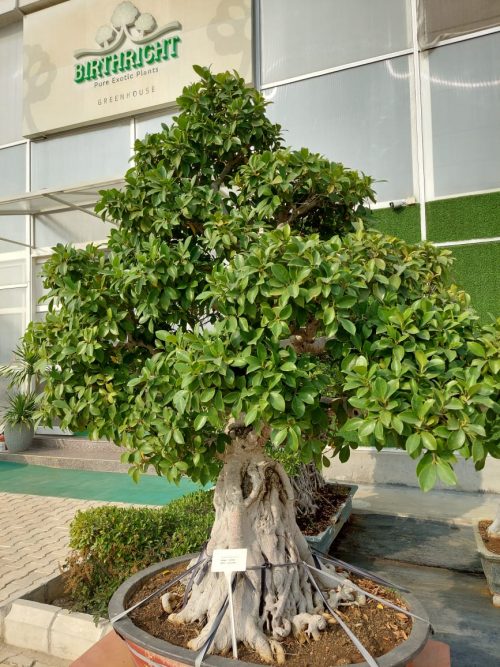 WhatsApp Image 2020-12-22 at 16.35.51