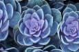 succulents-marquee-v02-1537067815