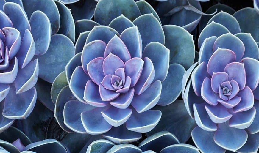 succulents-marquee-v02-1537067815