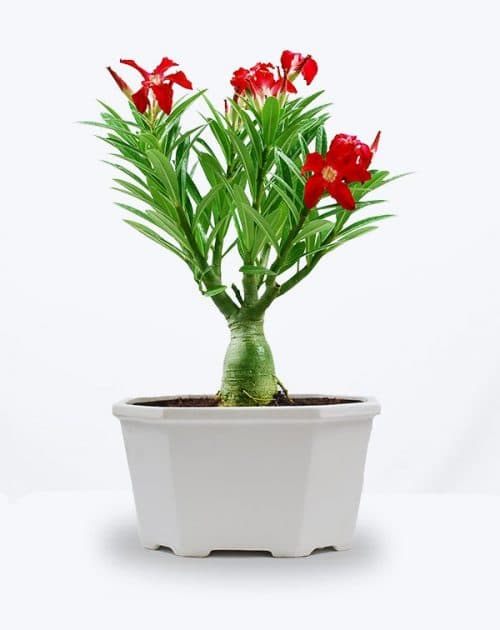 Adenium (4)