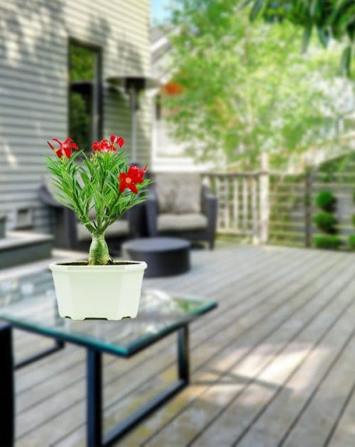 Adenium (4)BG