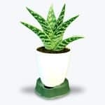 Buy Original Aloe Vera Plant - Birthright