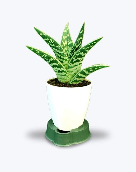 Buy Original Aloe Vera Plant - Birthright