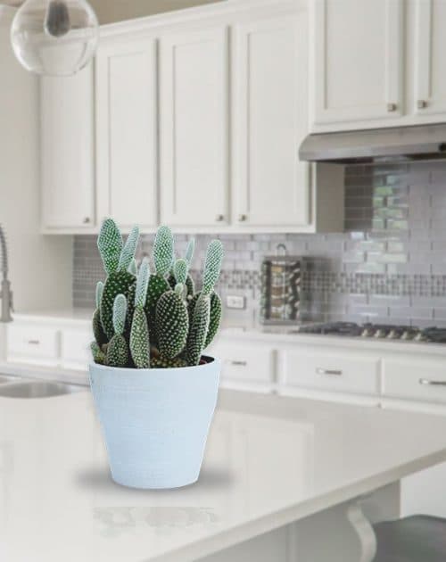 Cactus flat multi shoots