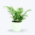 Chamaedorea Palm Plant - Birthright