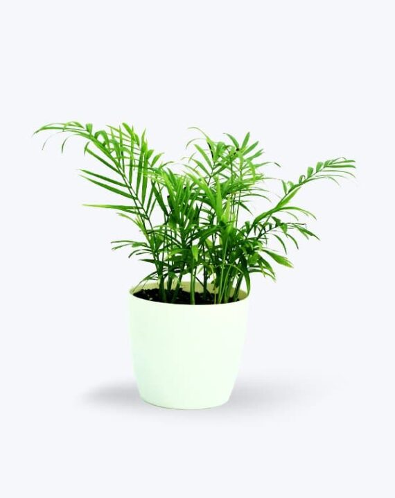 Chamaedorea Palm Plant - Birthright