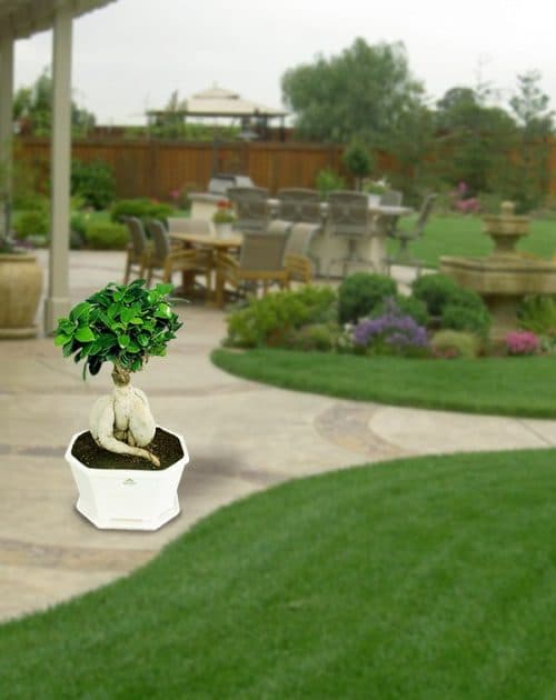 Ficus 1.5 kg with Ceramic pot_BG
