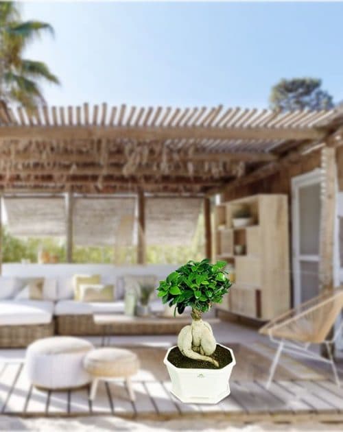 Ficus 1.5 kg with Ceramic pot_BG2