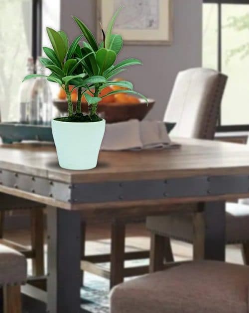 Ficus Elastics (small) object