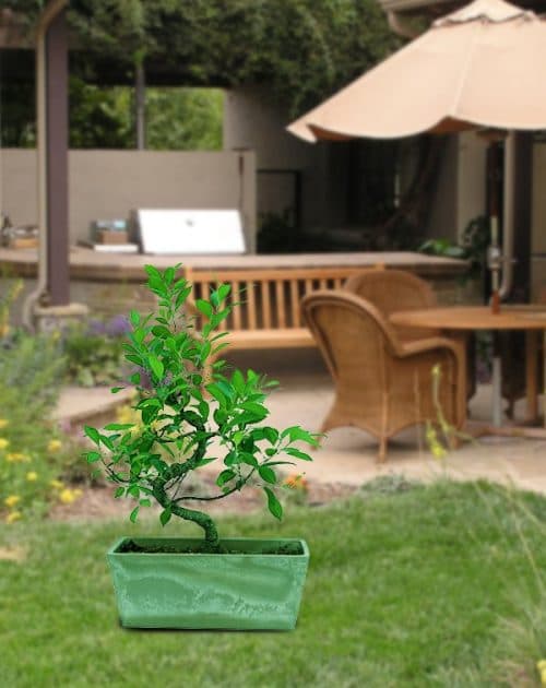 Ficus S Shape 15 cms_BG