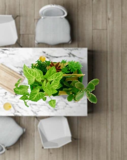 Gift Pack of 6 Plants-topview