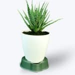 Buy Haworthia Plant Online - Birthright