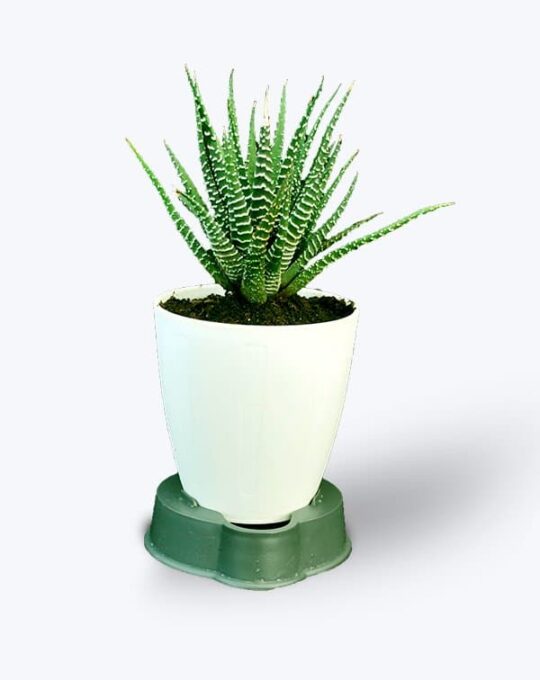 Haworthia Small_WB
