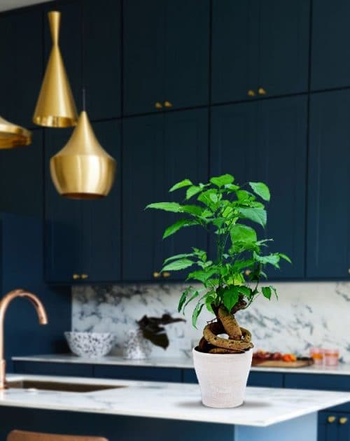 Radermachera Bonsai