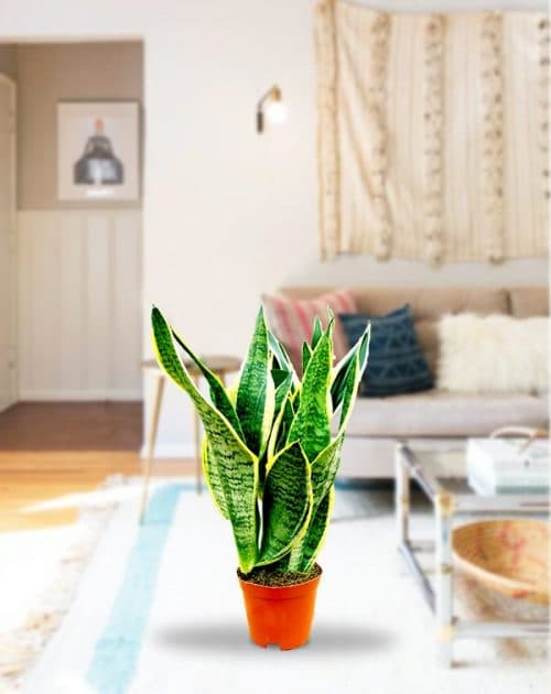 Sanseveria 3 in 1-BG