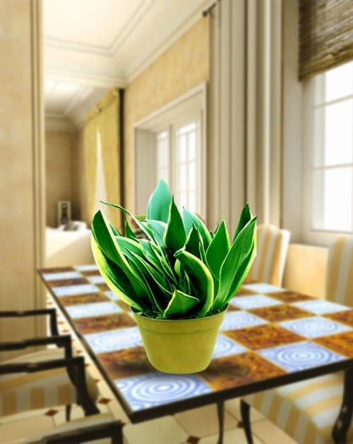 Sanseveria G.H. Small-BG