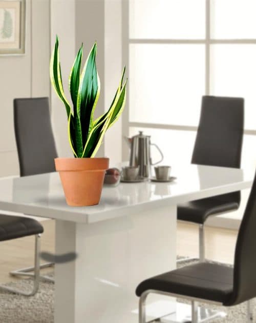 Sanseveria green-BG