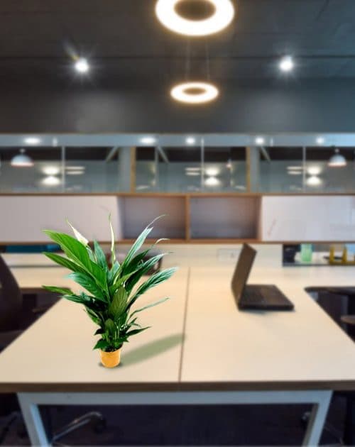 Spathiphyllum (Peaclily)