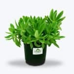Crassula Campfire Plant - Birthright