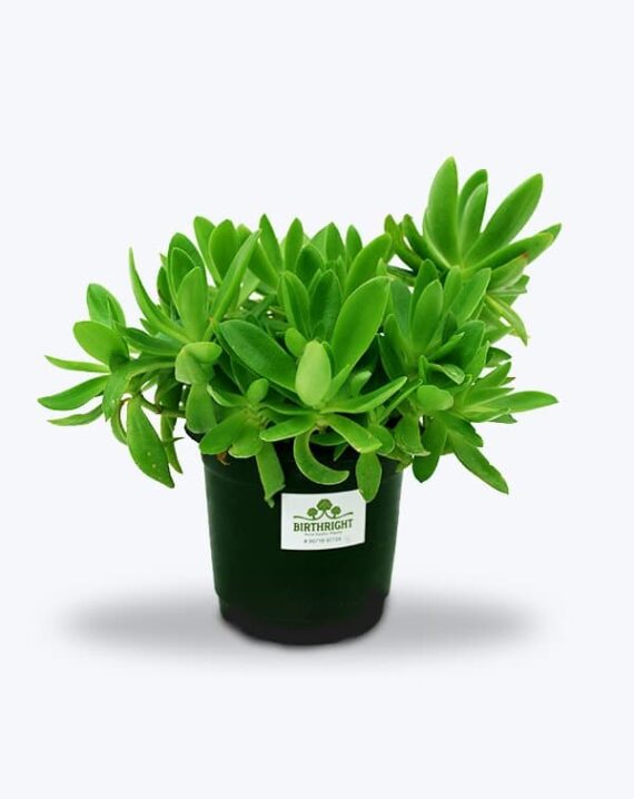 Crassula Campfire Plant - Birthright