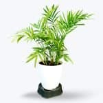 Chamaedorea Mini Palm - Birthright