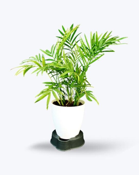Chamaedorea Palm_WB