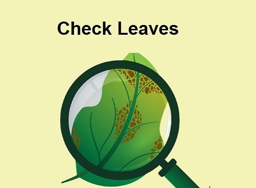 Check Leaves - Birthright