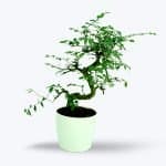 Buy Chinese Elm Bonsai Plant - Birthright