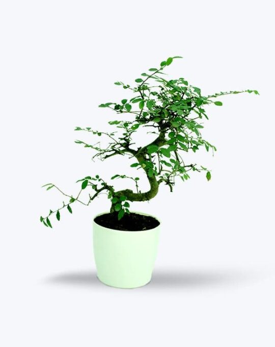 Chinese ELM Big_WB