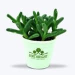 Delosperma Ice Plant - Birthright