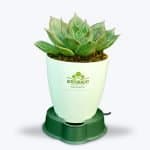 Buy Original Echeveria Plant - Birthright