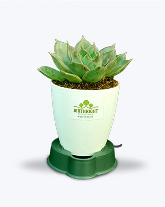 Echeveria succulant_WB