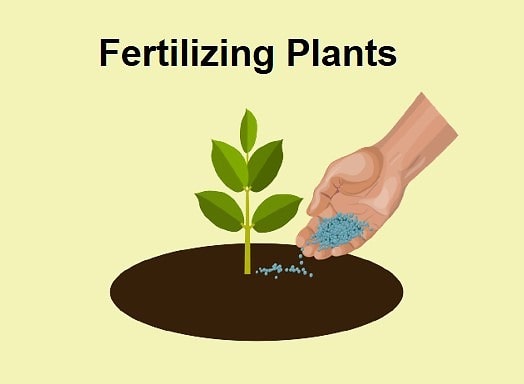 Fertilizing Plants - Birthright
