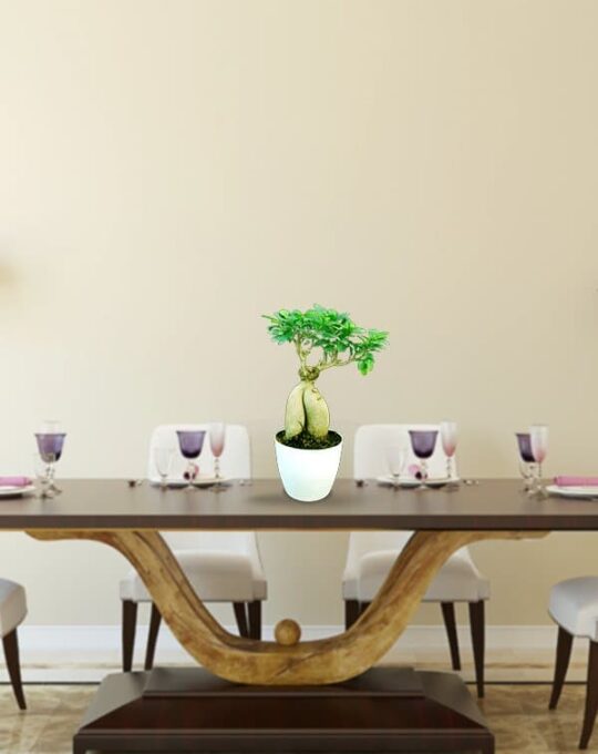 Ficus Bonsai Big 5 years old_Background
