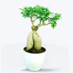 Buy Original Ficus Bonsai Plant Online - Birthright