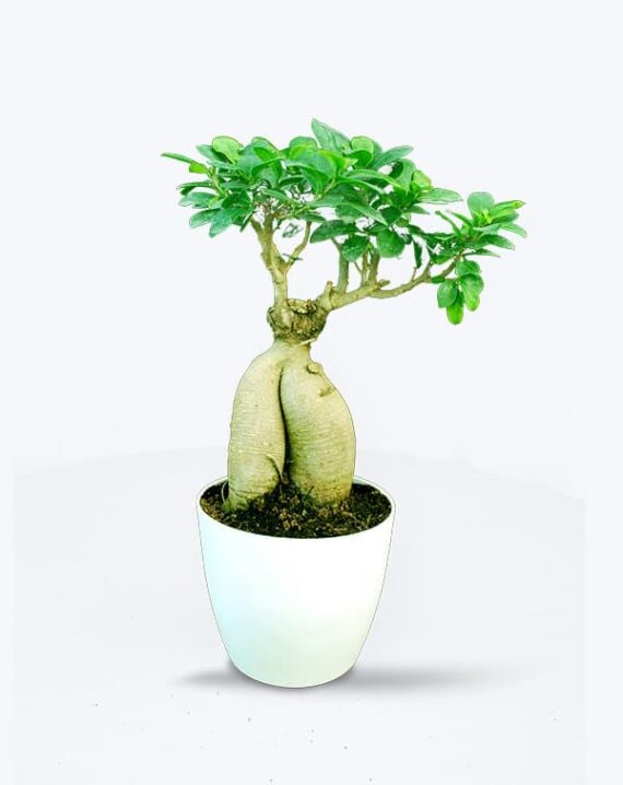 Buy Original Ficus Bonsai Plant Online - Birthright