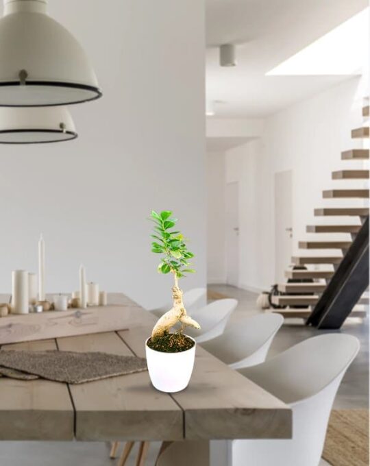 Ficus Bonsia 2 years old_Background