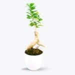 Buy Real Ficus Bonsai Live Plant - Birthright
