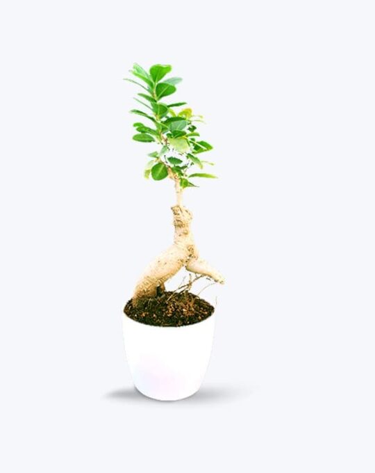 Ficus Bonsia 2 years old_WB