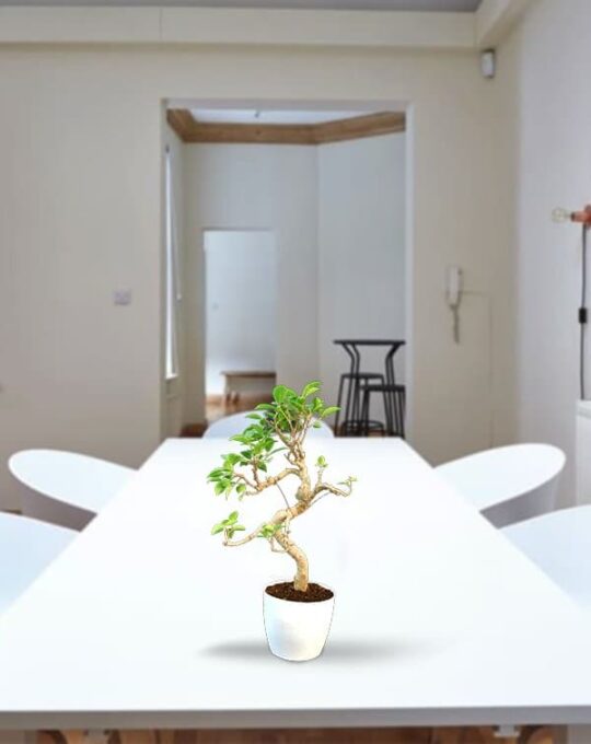 Ficus S Shape Big_Background