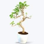 Ficus S Shape Bonsai - Birthright