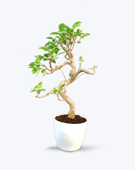 Ficus S Shape Big_WB