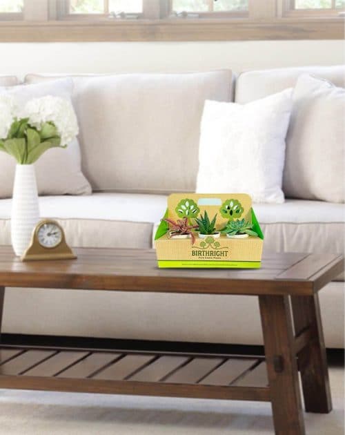 Gift Pack of 6 Plants1_Background