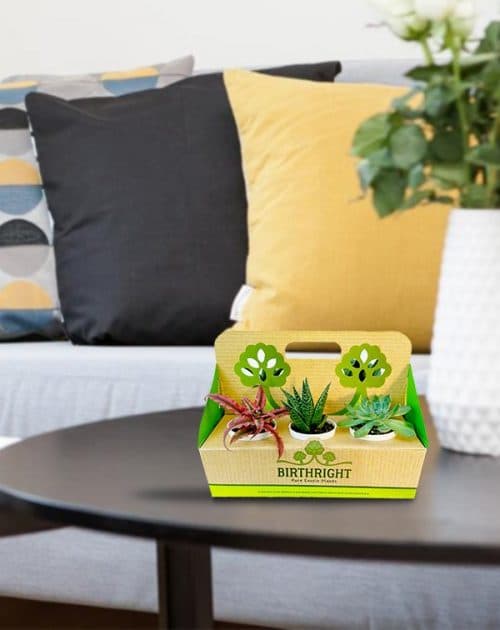 Gift Pack of 6 Plants2_Background
